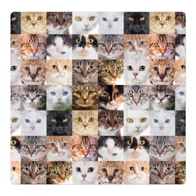 Магнитный плакат 3Х3 с принтом Кошачий коллаж в Кировске, Полимерный материал с магнитным слоем | 9 деталей размером 9*9 см | breed | cat | cats | collage | eyes | fluffy | funny | kitten | look | meow | mustache | muzzle | photo | squares | взгляд | глаза | квадраты | коллаж | кот | котёнок | котики | кошка | мяу | порода | прикольный | пушистый | усы | фото