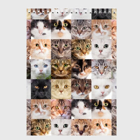 Скетчбук с принтом Кошачий коллаж в Кировске, 100% бумага
 | 48 листов, плотность листов — 100 г/м2, плотность картонной обложки — 250 г/м2. Листы скреплены сверху удобной пружинной спиралью | breed | cat | cats | collage | eyes | fluffy | funny | kitten | look | meow | mustache | muzzle | photo | squares | взгляд | глаза | квадраты | коллаж | кот | котёнок | котики | кошка | мяу | порода | прикольный | пушистый | усы | фото