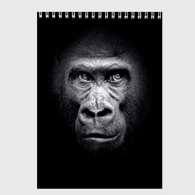 Скетчбук с принтом Горилла в Кировске, 100% бумага
 | 48 листов, плотность листов — 100 г/м2, плотность картонной обложки — 250 г/м2. Листы скреплены сверху удобной пружинной спиралью | Тематика изображения на принте: animal | black | eyes | fauna | gorilla | gray | look | monkey | muzzle | primate | взгляд | глаза | горилла | животное | обезьяна | примат | серый | фауна | черный