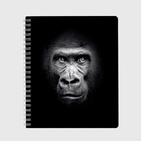Тетрадь с принтом Горилла в Кировске, 100% бумага | 48 листов, плотность листов — 60 г/м2, плотность картонной обложки — 250 г/м2. Листы скреплены сбоку удобной пружинной спиралью. Уголки страниц и обложки скругленные. Цвет линий — светло-серый
 | Тематика изображения на принте: animal | black | eyes | fauna | gorilla | gray | look | monkey | muzzle | primate | взгляд | глаза | горилла | животное | обезьяна | примат | серый | фауна | черный