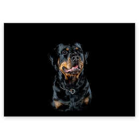 Поздравительная открытка с принтом Ротвейлер в Кировске, 100% бумага | плотность бумаги 280 г/м2, матовая, на обратной стороне линовка и место для марки
 | animal | black | breed | collar | dog | friend | glance | gloss | man | muzzle | rottweiler | взгляд | друг | животное | лоск | ошейник | пёс | порода | ротвейлер | собака | человека | черный