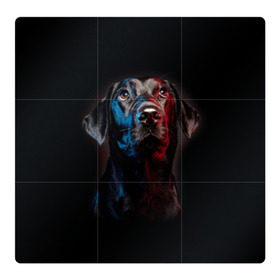 Магнитный плакат 3Х3 с принтом Чёрный лабрадор в Кировске, Полимерный материал с магнитным слоем | 9 деталей размером 9*9 см | animal | black | breed | collar | cute | dog | friend | labrador | look | man | muzzle | взгляд | друг | животное | лабрадор | милый | ошейник | пёс | порода | собака | человека | черный