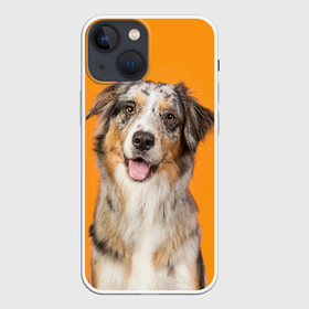 Чехол для iPhone 13 mini с принтом Австралийская овчарка в Кировске,  |  | animal | australian | breed | cute | dog | ears | funny | look | muzzle | red | shepherd | tongue | white | австралийская | белый | взгляд | животное | забавный | милый | овчарка | порода | рыжий | смешной | собака | уши | язык