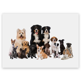 Поздравительная открытка с принтом Породистые собаки в Кировске, 100% бумага | плотность бумаги 280 г/м2, матовая, на обратной стороне линовка и место для марки
 | Тематика изображения на принте: animal | bernese | breed | bulldog | corgi | cute | dog | french | funny | jack | labrador | mountain dog | muzzle | paws | pug | puppy | spaniel | бернский | бульдог | джек рассел | животное | забавный | зенненхунд | корги | лабрадор | лапы | милый