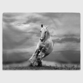 Плед 3D с принтом Белая лошадь в Кировске, 100% полиэстер | закругленные углы, все края обработаны. Ткань не мнется и не растягивается | animal | beautiful | gloss | horse | mane | mustang | muzzle | nature | white | wild | белый | грива | дикий | животное | конь | красивый | лоск | лошадь | мустанг | природа | скакун