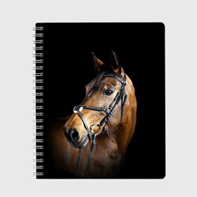 Тетрадь с принтом Гнедая лошадь в Кировске, 100% бумага | 48 листов, плотность листов — 60 г/м2, плотность картонной обложки — 250 г/м2. Листы скреплены сбоку удобной пружинной спиралью. Уголки страниц и обложки скругленные. Цвет линий — светло-серый
 | Тематика изображения на принте: animal | beautiful | black | brown | eyes | gloss | harness | horse | look | muzzle | взгляд | глаза | гнедая | гнедой | животное | конь | коричневый | красивый | лоск | лошадь | сбруя | скакун | черный