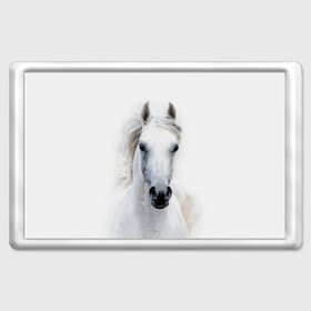 Магнит 45*70 с принтом Белая лошадь в Кировске, Пластик | Размер: 78*52 мм; Размер печати: 70*45 | animal | beautiful | gloss | horse | mane | mustang | muzzle | white | wild | белый | грива | дикий | животное | конь | красивый | лоск | лошадь | мустанг | скакун