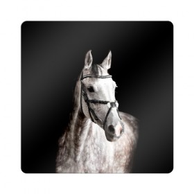Магнит виниловый Квадрат с принтом Серный в яблоках конь в Кировске, полимерный материал с магнитным слоем | размер 9*9 см, закругленные углы | animal | beautiful | black | eyes | gloss | harness | horse | look | muzzle | spotted | white | белый | в яблоках | взгляд | глаза | животное | конь | красивый | лоск | лошадь | пятнистый | сбруя | серый | скакун | черный