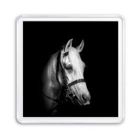 Магнит 55*55 с принтом Белая лошадь в Кировске, Пластик | Размер: 65*65 мм; Размер печати: 55*55 мм | animal | beautiful | black | eyes | gloss | harness | horse | look | muzzle | white | белый | взгляд | глаза | животное | конь | красивый | лоск | лошадь | сбруя | скакун