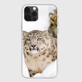 Чехол для iPhone 12 Pro Max с принтом Ирбис в Кировске, Силикон |  | snow leopard | барс | барсы | животное | животные | звери | зверь | зима | зимы | ирбис | киски | кот | коты | кошачьи | кошка | кошки | мохнатые | мохнатый | пятнистые | пятнистый | снег | снежный