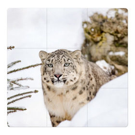 Магнитный плакат 3Х3 с принтом Ирбис в Кировске, Полимерный материал с магнитным слоем | 9 деталей размером 9*9 см | snow leopard | барс | барсы | животное | животные | звери | зверь | зима | зимы | ирбис | киски | кот | коты | кошачьи | кошка | кошки | мохнатые | мохнатый | пятнистые | пятнистый | снег | снежный