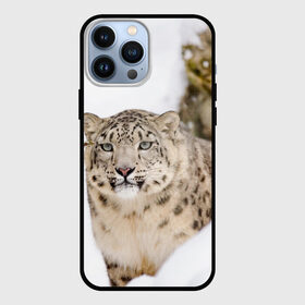 Чехол для iPhone 13 Pro Max с принтом Ирбис в Кировске,  |  | Тематика изображения на принте: snow leopard | барс | барсы | животное | животные | звери | зверь | зима | зимы | ирбис | киски | кот | коты | кошачьи | кошка | кошки | мохнатые | мохнатый | пятнистые | пятнистый | снег | снежный