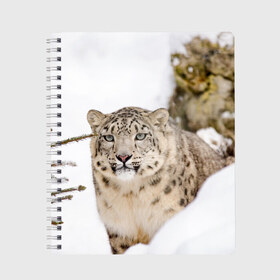 Тетрадь с принтом Ирбис в Кировске, 100% бумага | 48 листов, плотность листов — 60 г/м2, плотность картонной обложки — 250 г/м2. Листы скреплены сбоку удобной пружинной спиралью. Уголки страниц и обложки скругленные. Цвет линий — светло-серый
 | Тематика изображения на принте: snow leopard | барс | барсы | животное | животные | звери | зверь | зима | зимы | ирбис | киски | кот | коты | кошачьи | кошка | кошки | мохнатые | мохнатый | пятнистые | пятнистый | снег | снежный