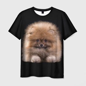 Мужская футболка 3D с принтом Рыжий Шпиц в Кировске, 100% полиэфир | прямой крой, круглый вырез горловины, длина до линии бедер | детская | женская | купить | мужская | пес | рисунки щенков | рыжий | с принтом | с собаками | с собакой | со шпицами | со щенком | собака | собаки | шпиц | щенок