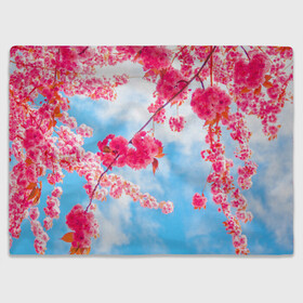 Плед 3D с принтом Цветение Вишни в Кировске, 100% полиэстер | закругленные углы, все края обработаны. Ткань не мнется и не растягивается | Тематика изображения на принте: flowers | pink | бутоны | весна | вишня | дерево | листья | небо | облака | природа | розовый | сакура | солнце | цветение | цветочки | цветы