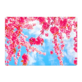 Магнитный плакат 3Х2 с принтом Цветение Вишни в Кировске, Полимерный материал с магнитным слоем | 6 деталей размером 9*9 см | Тематика изображения на принте: flowers | pink | бутоны | весна | вишня | дерево | листья | небо | облака | природа | розовый | сакура | солнце | цветение | цветочки | цветы