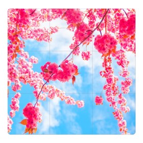 Магнитный плакат 3Х3 с принтом Цветение Вишни в Кировске, Полимерный материал с магнитным слоем | 9 деталей размером 9*9 см | Тематика изображения на принте: flowers | pink | бутоны | весна | вишня | дерево | листья | небо | облака | природа | розовый | сакура | солнце | цветение | цветочки | цветы