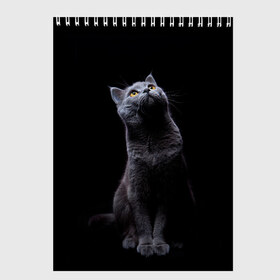 Скетчбук с принтом Кот Британец в Кировске, 100% бумага
 | 48 листов, плотность листов — 100 г/м2, плотность картонной обложки — 250 г/м2. Листы скреплены сверху удобной пружинной спиралью | Тематика изображения на принте: animal | animals | beast | black | cat | kitten | британец | британка | животное | животные | зверек | зверь | кот | котейка | котенок | котики | котэ | кошка | кошки | черная