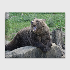 Обложка для студенческого билета с принтом Медведь в Кировске, натуральная кожа | Размер: 11*8 см; Печать на всей внешней стороне | Тематика изображения на принте: животное | животные | звери | зверь | зверьё | зверьки | зоопарк | медведи | медведь | мишка | мишки | потапыч | природа | природный | фауна | хищник | хищники