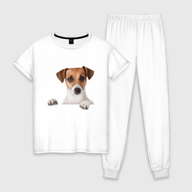 Женская пижама хлопок с принтом Собака в Кировске, 100% хлопок | брюки и футболка прямого кроя, без карманов, на брюках мягкая резинка на поясе и по низу штанин | джек рассел | друг | пес | питомец | собака