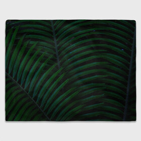 Плед 3D с принтом Пальмовые листья в Кировске, 100% полиэстер | закругленные углы, все края обработаны. Ткань не мнется и не растягивается | пальмы | папоротник | тропики