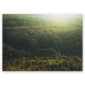 Поздравительная открытка с принтом Летний лес в Кировске, 100% бумага | плотность бумаги 280 г/м2, матовая, на обратной стороне линовка и место для марки
 | Тематика изображения на принте: дерево | деревья | зеленый | лес | лето | небо | облако | солнце | темный | ярко