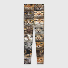 Леггинсы 3D с принтом КОТОПАТТЕРН в Кировске, 80% полиэстер, 20% эластан | Эластичный пояс, зауженные к низу, низкая посадка | cat | взгляд | кот | кот хипстер | котёнок | котятки | котятушки | кошечки | кошка | мордочка