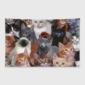 Флаг-баннер с принтом КОТЯТКИ в Кировске, 100% полиэстер | размер 67 х 109 см, плотность ткани — 95 г/м2; по краям флага есть четыре люверса для крепления | cat | взгляд | кот | кот хипстер | котёнок | котятки | котятушки | кошечки | кошка | мордочка