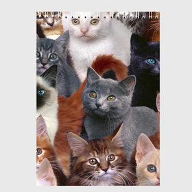 Скетчбук с принтом КОТЯТКИ в Кировске, 100% бумага
 | 48 листов, плотность листов — 100 г/м2, плотность картонной обложки — 250 г/м2. Листы скреплены сверху удобной пружинной спиралью | cat | взгляд | кот | кот хипстер | котёнок | котятки | котятушки | кошечки | кошка | мордочка