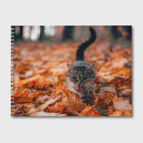 Альбом для рисования с принтом мяукающий кот осенние листья в Кировске, 100% бумага
 | матовая бумага, плотность 200 мг. | золотая осень | кот | кошка | крик | листва | листья | мяу | мяукает | осень | сезон | уличный котейка