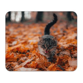 Коврик для мышки прямоугольный с принтом мяукающий кот осенние листья в Кировске, натуральный каучук | размер 230 х 185 мм; запечатка лицевой стороны | Тематика изображения на принте: золотая осень | кот | кошка | крик | листва | листья | мяу | мяукает | осень | сезон | уличный котейка