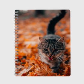 Тетрадь с принтом мяукающий кот осенние листья в Кировске, 100% бумага | 48 листов, плотность листов — 60 г/м2, плотность картонной обложки — 250 г/м2. Листы скреплены сбоку удобной пружинной спиралью. Уголки страниц и обложки скругленные. Цвет линий — светло-серый
 | Тематика изображения на принте: золотая осень | кот | кошка | крик | листва | листья | мяу | мяукает | осень | сезон | уличный котейка