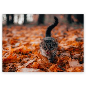 Поздравительная открытка с принтом мяукающий кот осенние листья в Кировске, 100% бумага | плотность бумаги 280 г/м2, матовая, на обратной стороне линовка и место для марки
 | Тематика изображения на принте: золотая осень | кот | кошка | крик | листва | листья | мяу | мяукает | осень | сезон | уличный котейка