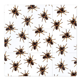 Магнитный плакат 3Х3 с принтом В пауках в Кировске, Полимерный материал с магнитным слоем | 9 деталей размером 9*9 см | Тематика изображения на принте: pattern | spider | джунгли | дикие | животные | жуки | звери | лапы | мерзкие | монстр | насекомые | паттерн | паук | пауки | паутина | паучок | птицеед | страшный | существа | тараканы | тарантул | тропики