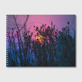 Альбом для рисования с принтом Трава растения закатный свет в Кировске, 100% бумага
 | матовая бумага, плотность 200 мг. | вечер | закат | мило | небо | поле | рассвет | растения | свет | сумерки | сухоцвет