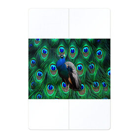 Магнитный плакат 2Х3 с принтом Павлин на фоне своих перьев в Кировске, Полимерный материал с магнитным слоем | 6 деталей размером 9*9 см | Тематика изображения на принте: павлин | павлины | перья павлина | птицы