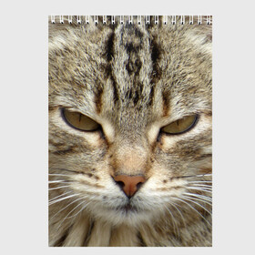 Скетчбук с принтом Кот в Кировске, 100% бумага
 | 48 листов, плотность листов — 100 г/м2, плотность картонной обложки — 250 г/м2. Листы скреплены сверху удобной пружинной спиралью | животное | животные | звери | зверь | киска | киски | кисуля | кот | котейки | котик | котики | коты | кошечка | кошка | кошки | природа | хищник | хищники