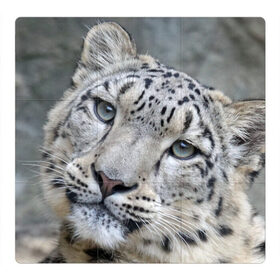 Магнитный плакат 3Х3 с принтом Ирбис в Кировске, Полимерный материал с магнитным слоем | 9 деталей размером 9*9 см | snow leopard | барс | барсы | животное | животные | звери | зверь | зима | зимы | ирбис | киски | кот | коты | кошачьи | кошка | кошки | мохнатые | мохнатый | пятнистые | пятнистый | снег | снежный