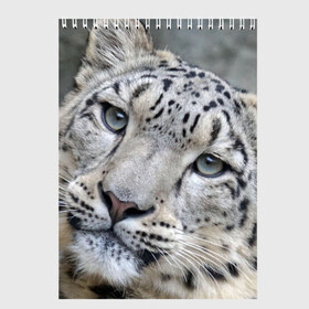 Скетчбук с принтом Ирбис в Кировске, 100% бумага
 | 48 листов, плотность листов — 100 г/м2, плотность картонной обложки — 250 г/м2. Листы скреплены сверху удобной пружинной спиралью | Тематика изображения на принте: snow leopard | барс | барсы | животное | животные | звери | зверь | зима | зимы | ирбис | киски | кот | коты | кошачьи | кошка | кошки | мохнатые | мохнатый | пятнистые | пятнистый | снег | снежный