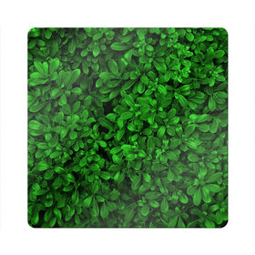 Магнит виниловый Квадрат с принтом Свежая трава в Кировске, полимерный материал с магнитным слоем | размер 9*9 см, закругленные углы | арт | зелёный | светлый | тёмный | четкий