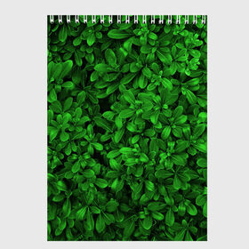 Скетчбук с принтом Свежая трава в Кировске, 100% бумага
 | 48 листов, плотность листов — 100 г/м2, плотность картонной обложки — 250 г/м2. Листы скреплены сверху удобной пружинной спиралью | Тематика изображения на принте: арт | зелёный | светлый | тёмный | четкий