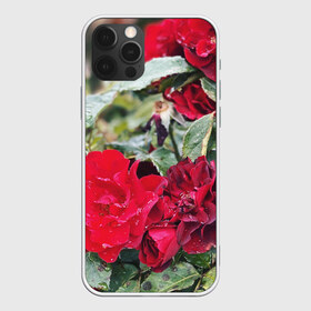 Чехол для iPhone 12 Pro Max с принтом Red Roses в Кировске, Силикон |  | Тематика изображения на принте: bush | floral | flower | garden | green | nature | red roses | бутоны | красная роза | куст | листья | природа | роза | сад | цветение | цветок | цветы