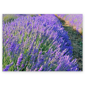 Поздравительная открытка с принтом Lavender field в Кировске, 100% бумага | плотность бумаги 280 г/м2, матовая, на обратной стороне линовка и место для марки
 | field | green | lavender | nature | summer | violet | бутон | клумба. | лаванда | лето | лиловый | поле | сиреневый | фиолетовый | цветение | цветок | цветы