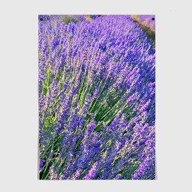 Постер с принтом Lavender field в Кировске, 100% бумага
 | бумага, плотность 150 мг. Матовая, но за счет высокого коэффициента гладкости имеет небольшой блеск и дает на свету блики, но в отличии от глянцевой бумаги не покрыта лаком | Тематика изображения на принте: field | green | lavender | nature | summer | violet | бутон | клумба. | лаванда | лето | лиловый | поле | сиреневый | фиолетовый | цветение | цветок | цветы