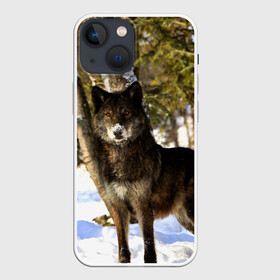 Чехол для iPhone 13 mini с принтом Волк и снег в Кировске,  |  | wolf | wolfs | волк | волки | волчара | животные | звири | зима | лес | природа | снег