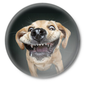 Значок с принтом Улыбающаяся Собака в Кировске,  металл | круглая форма, металлическая застежка в виде булавки | dog | зубы | лапы | мем | пес | прикол | слюни | смешные животные | собака | собачка | улыбающаяся собака | улыбка | щенок | юмор | язык