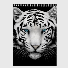 Скетчбук с принтом Белый тигр в Кировске, 100% бумага
 | 48 листов, плотность листов — 100 г/м2, плотность картонной обложки — 250 г/м2. Листы скреплены сверху удобной пружинной спиралью | белый тигр | крупный тигр | крупным планом | с голубыми глазами | тигры