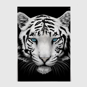 Постер с принтом Белый тигр в Кировске, 100% бумага
 | бумага, плотность 150 мг. Матовая, но за счет высокого коэффициента гладкости имеет небольшой блеск и дает на свету блики, но в отличии от глянцевой бумаги не покрыта лаком | белый тигр | крупный тигр | крупным планом | с голубыми глазами | тигры