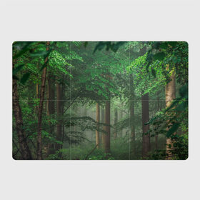 Магнитный плакат 3Х2 с принтом Тропический лес в Кировске, Полимерный материал с магнитным слоем | 6 деталей размером 9*9 см | Тематика изображения на принте: деревья | джунгли | зеленый лес | зелень | лес | тропики | тропический лес