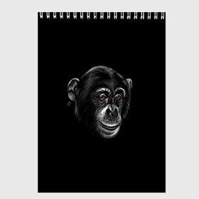Скетчбук с принтом Обезьяна в Кировске, 100% бумага
 | 48 листов, плотность листов — 100 г/м2, плотность картонной обложки — 250 г/м2. Листы скреплены сверху удобной пружинной спиралью | Тематика изображения на принте: животные | обезьяна | обезьяны | приматы | шимпанзе
